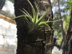 Tillandsia caput-medusae