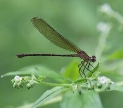 Hetaerina titia