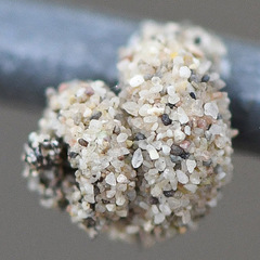 Apterona helicoidella