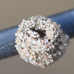 Apterona helicoidella