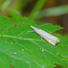 Crambus albellus