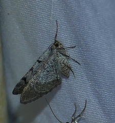 Digrammia triviata