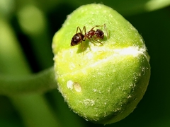 Nylanderia jaegerskioeldi