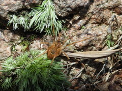 Lacinius ephippiatus