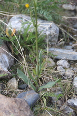 Tephroseris integrifolia