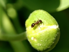 Nylanderia jaegerskioeldi