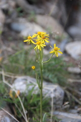 Tephroseris integrifolia