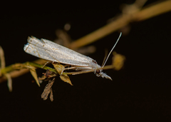 Crambus albellus