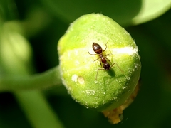 Nylanderia jaegerskioeldi