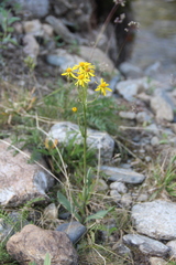 Tephroseris integrifolia