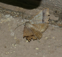Ptichodis ovalis