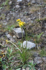 Tephroseris integrifolia