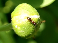 Nylanderia jaegerskioeldi