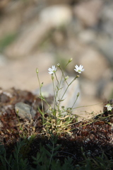 Stellaria peduncularis