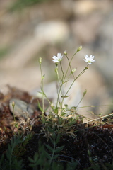 Stellaria peduncularis
