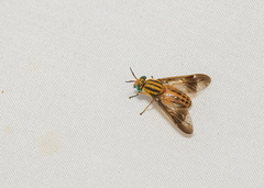 Chrysops