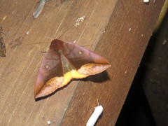 Thyas javanica