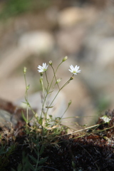 Stellaria peduncularis