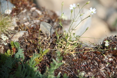Stellaria peduncularis