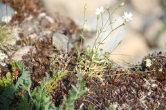 Stellaria peduncularis