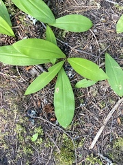 Clintonia uniflora