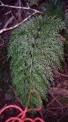Asplenium viviparum