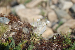 Stellaria peduncularis