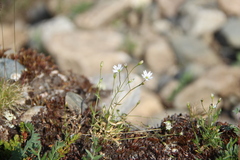 Stellaria peduncularis