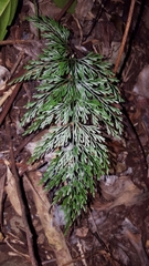 Asplenium viviparum