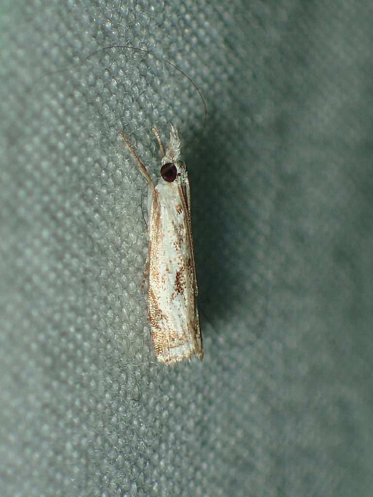 Kimball's Grass-veneer