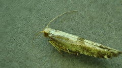 Argyresthia bonnetella