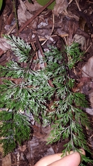Asplenium viviparum