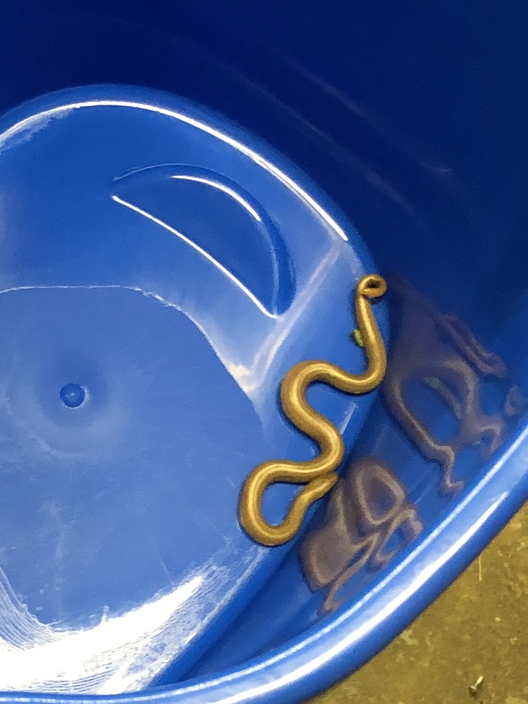 Northern Rubber Boa from Schofield Hwy, Warfield, BC, CA on July 29