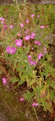 Epilobium hirsutum
