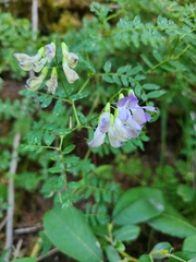 Vicia sylvatica