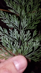Asplenium viviparum