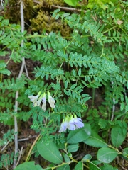 Vicia sylvatica