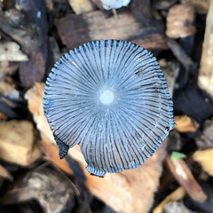 Coprinopsis lagopus