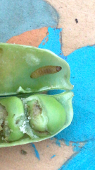 Lepidoptera