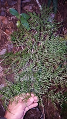 Asplenium viviparum