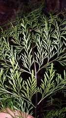 Asplenium viviparum