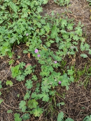 Geranium pyrenaicum
