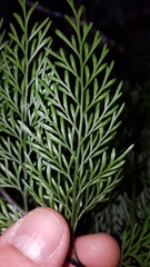 Asplenium viviparum