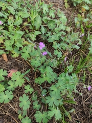 Geranium pyrenaicum