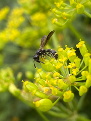 Symmorphus bifasciatus
