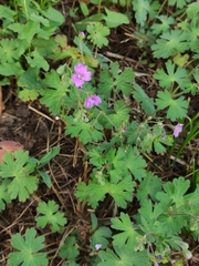 Geranium pyrenaicum