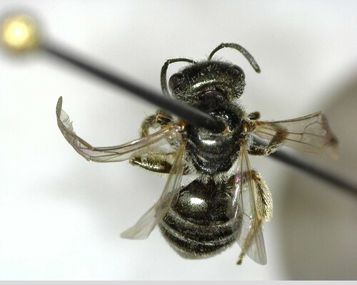 iNaturalist observation photo of Tripartite Sweat Bee