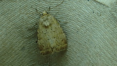 Photedes minima