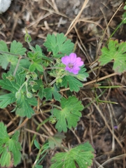 Geranium pyrenaicum