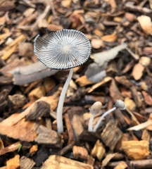 Coprinopsis lagopus